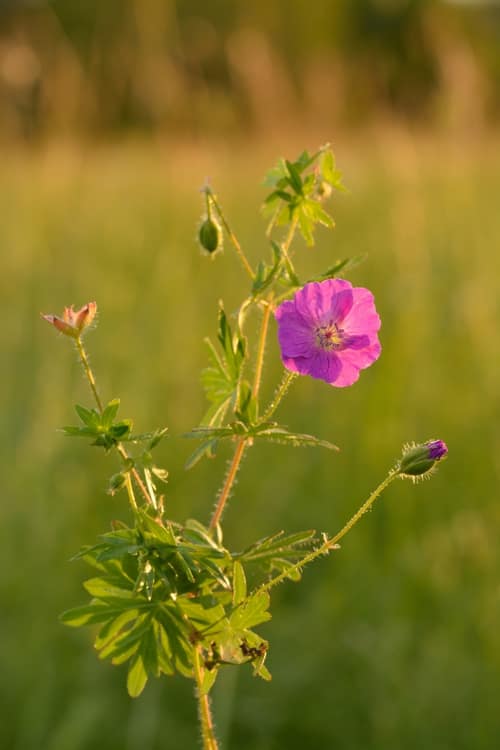 Bloody Crane's-bill reference