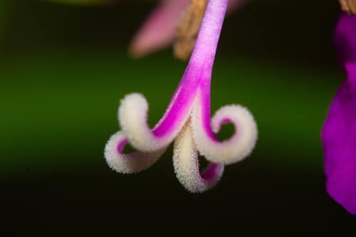 Wood Crane's-bill reference