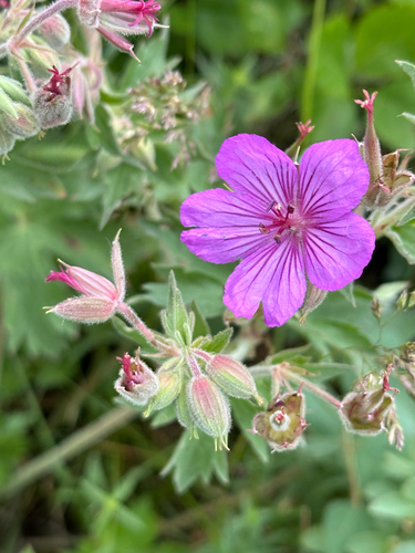Sticky Geranium reference