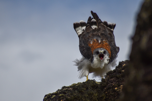 Variable Hawk reference