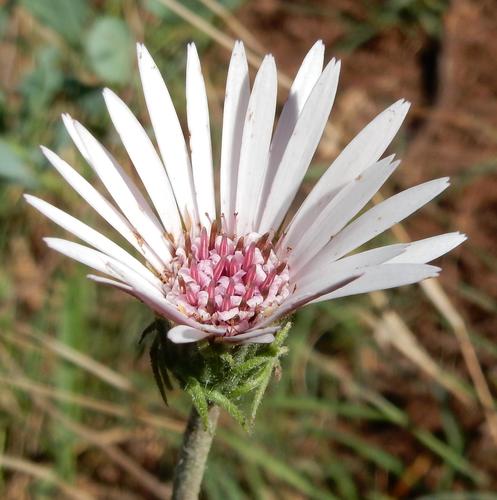 Green-leaved Gerbera reference