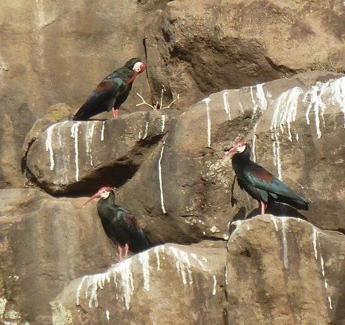 Southern Bald Ibis reference