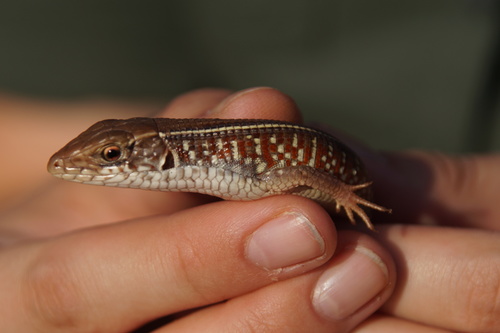 Black-lined Plated Lizard reference