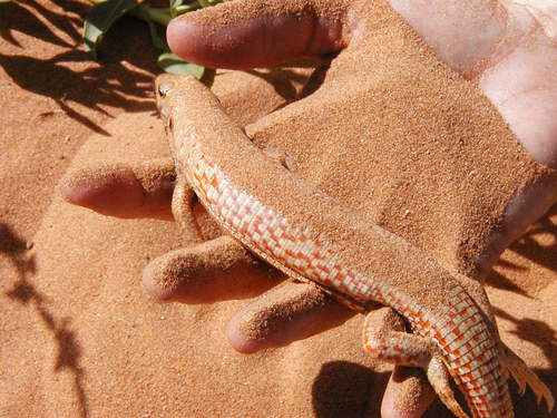 Desert Plated Lizard reference