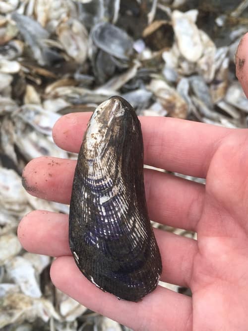 Atlantic Ribbed Mussel reference
