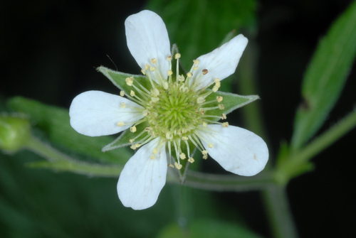 White Avens reference