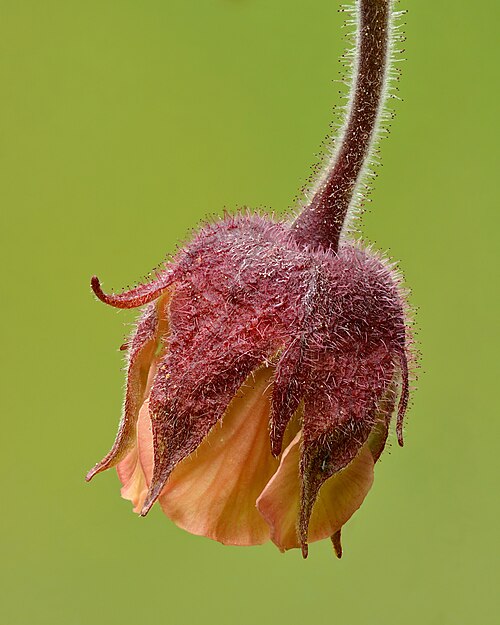 Water Avens reference
