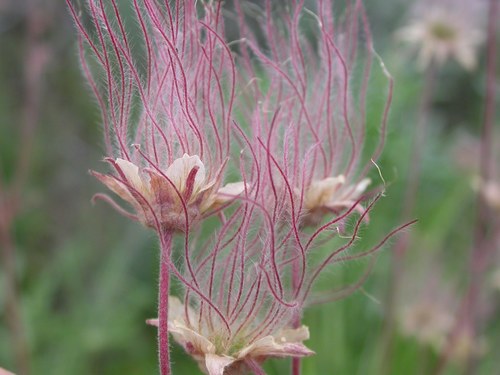 Prairie Smoke reference