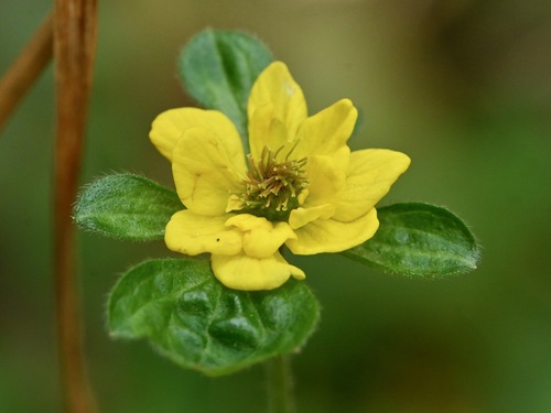 Wood Avens reference