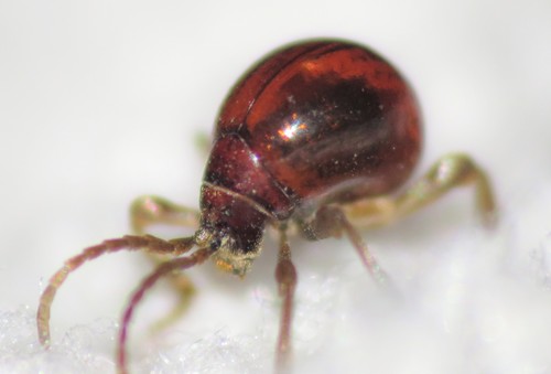 Smooth Spider Beetle reference