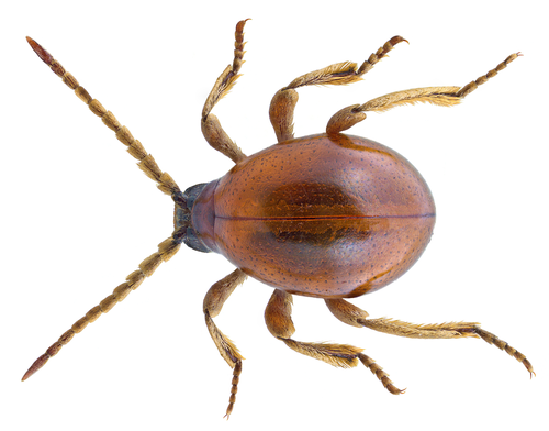 Northern Spider Beetle reference