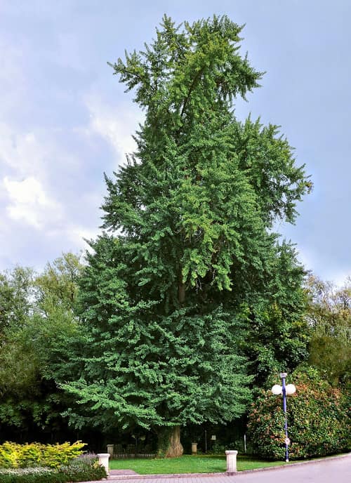 Ginkgo reference