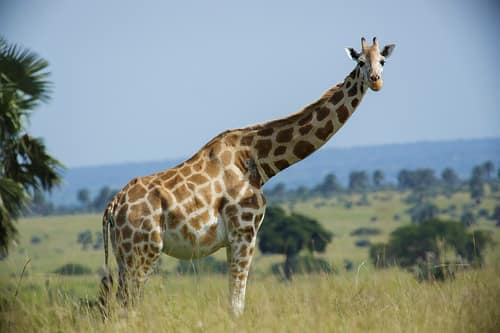 Northern Giraffe reference
