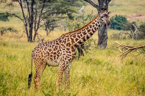 Masai Giraffe reference