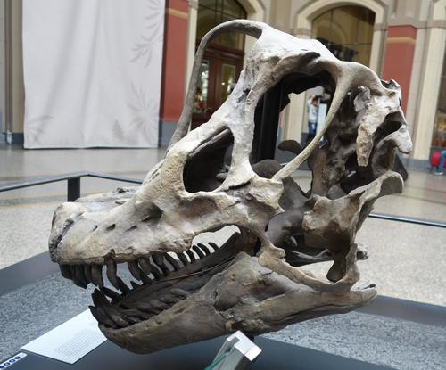 Giraffatitan reference
