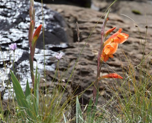 Dragon's Head Gladiolus reference