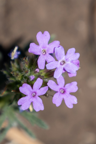 Prairie Verbena reference