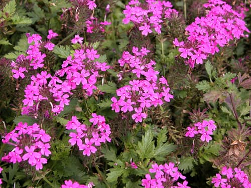 Rose Verbena reference