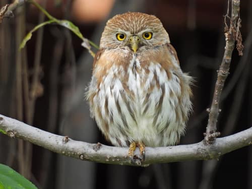 Ferruginous Pygmy-Owl reference