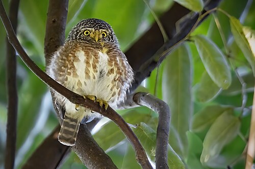 Collared Owlet reference