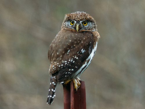 Northern Pygmy-Owl reference
