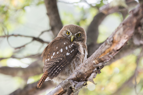 Austral Pygmy Owl reference