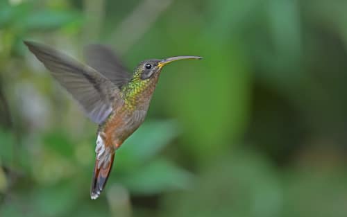 Rufous-Breasted Hermit reference