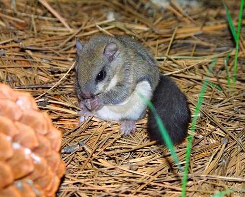 Humboldt's Flying Squirrel reference