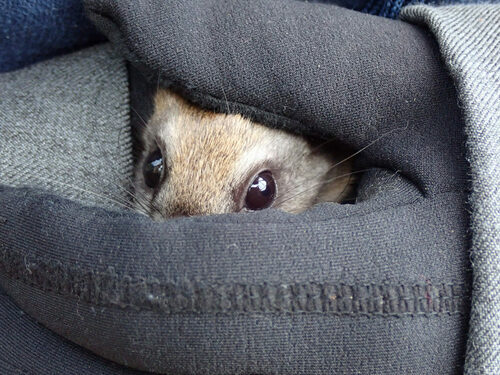 Northern Flying Squirrel reference