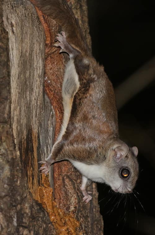 Southern Flying Squirrel reference