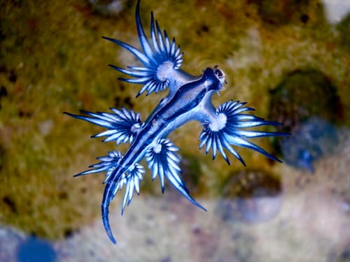 Blue Dragon reference