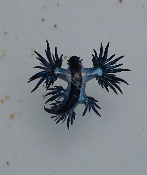 Marginate Blue Dragon reference