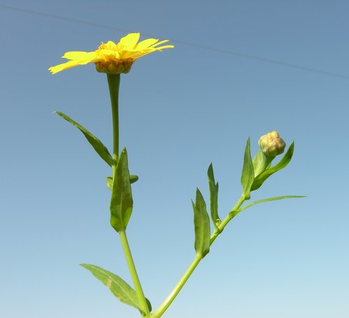 Corn Marigold reference
