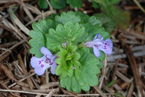 Ground Ivy reference