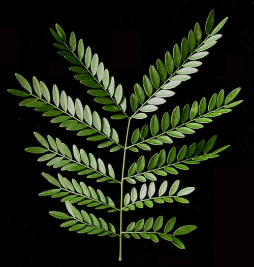 Honey Locust reference