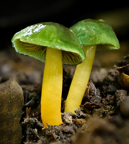 Parrot Waxcap reference