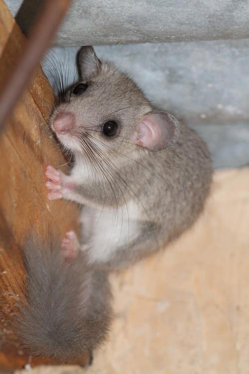 Edible Dormouse reference