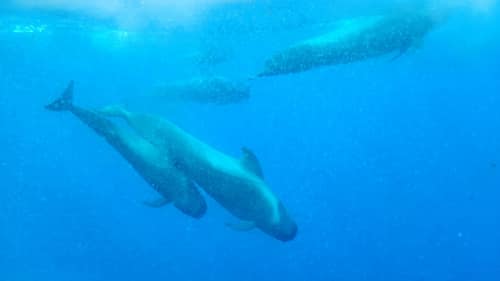 Short-Finned Pilot Whale reference
