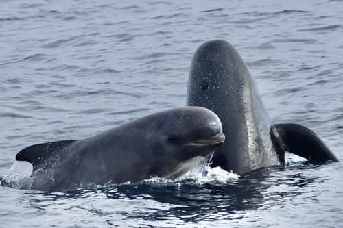 Long-finned Pilot Whale reference
