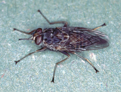 Tsetse Fly reference