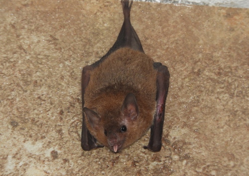 Pallas's Long-Tongued Bat reference