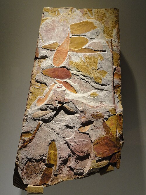 Glossopteris reference