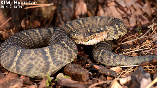 Ussuri Pit Viper reference