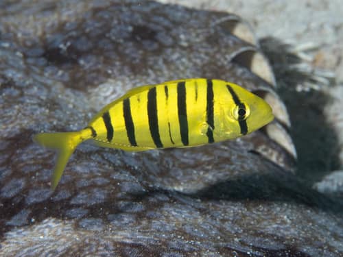 Golden Trevally reference
