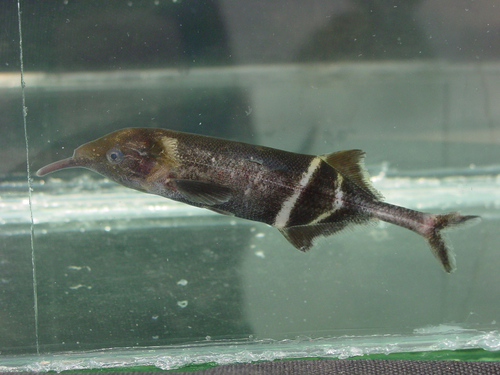Peters' Elephantnose Fish reference