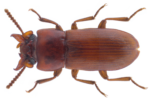 Broad-Horned Flour Beetle reference