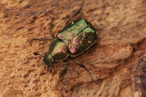 Noble Beetle reference