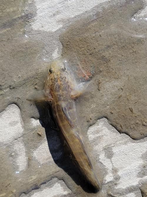 Naked Goby reference