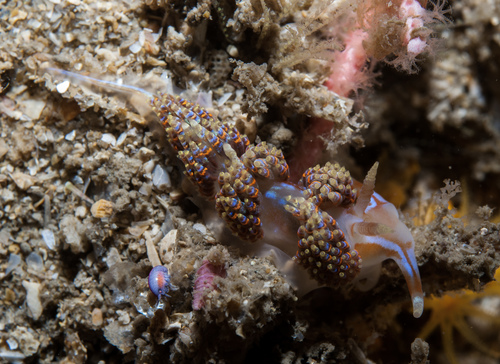 Four-color Nudibranch reference