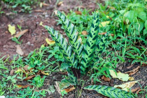 Rattlesnake Plant reference